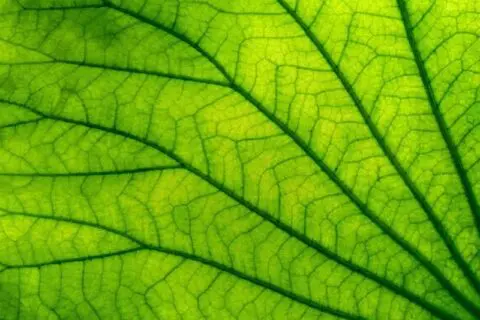 Een fractaal patroon in de natuur, op een blad.